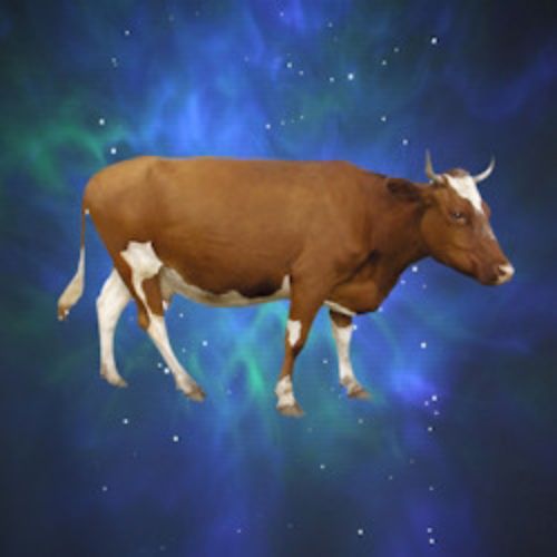 Afisha Club: Чудо, или Как корова спасла театр в Москве 20 апреля 2026